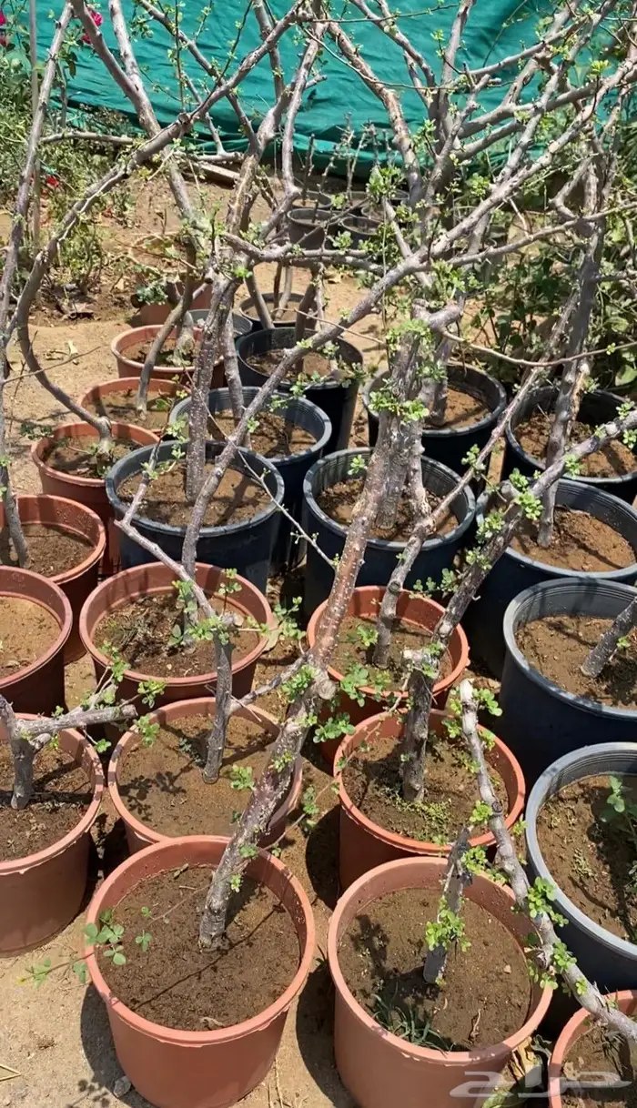 شتلات البشام او البيشام 4