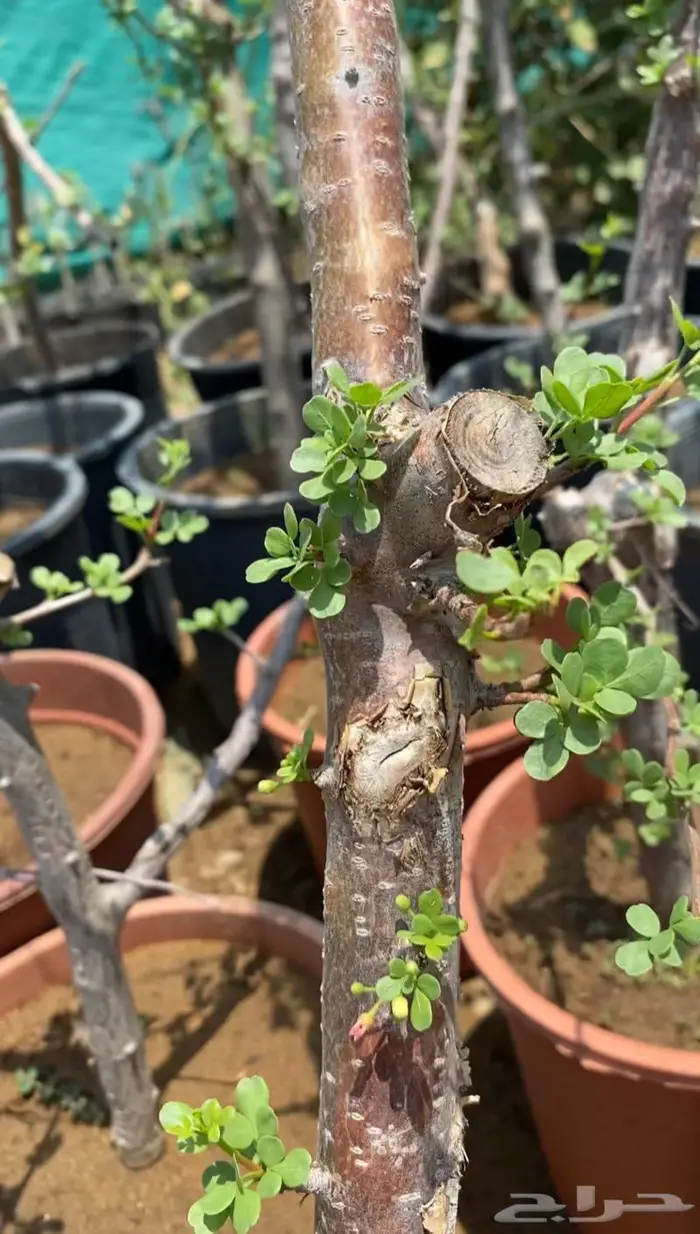 شتلات البشام او البيشام 0