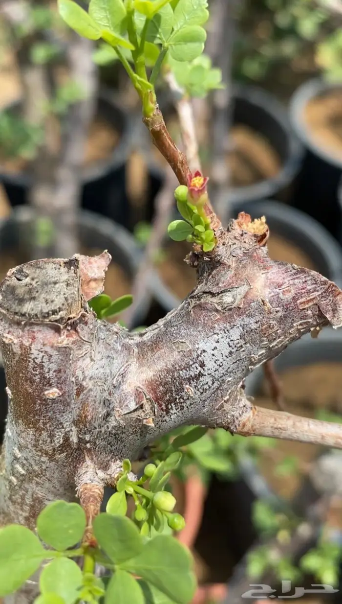 شتلات البشام او البيشام 5