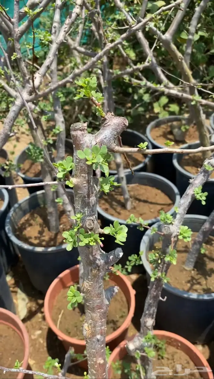 شتلات البشام او البيشام 6