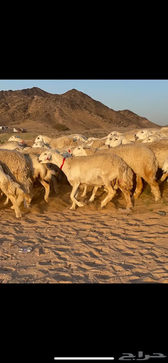 غنم حرية جرروم شي نادر ماشاءالله 81 0