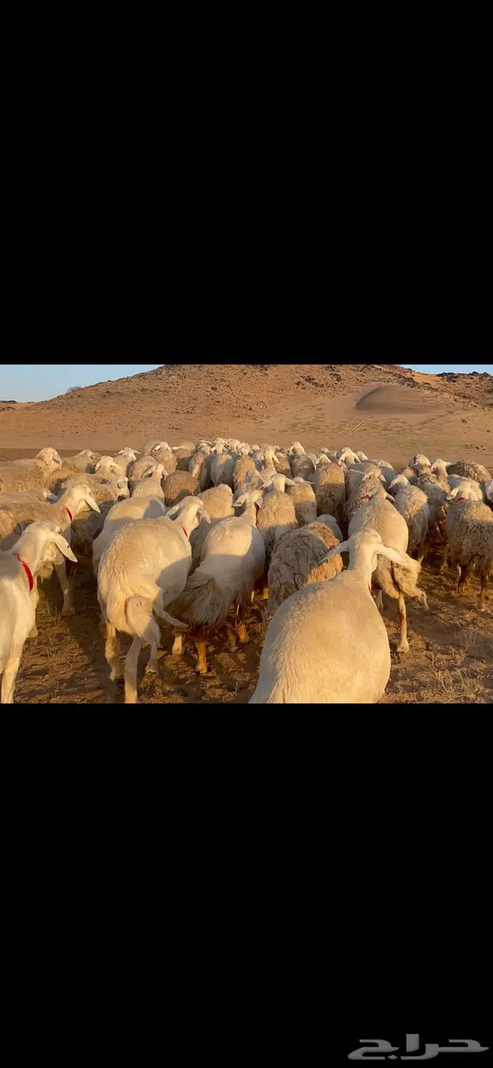 غنم حرية جرروم شي نادر ماشاءالله 81 1