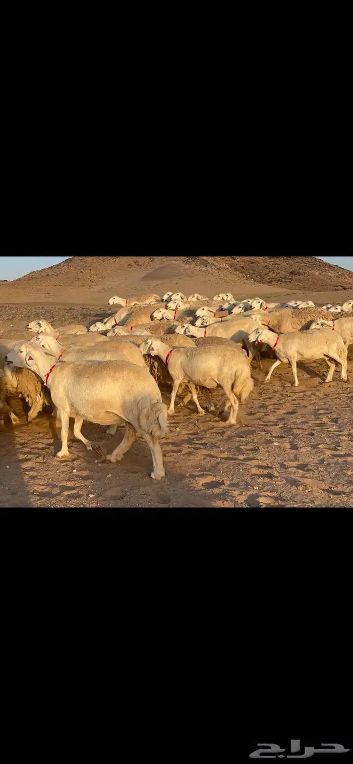 غنم حرية جرروم شي نادر ماشاءالله 81 2