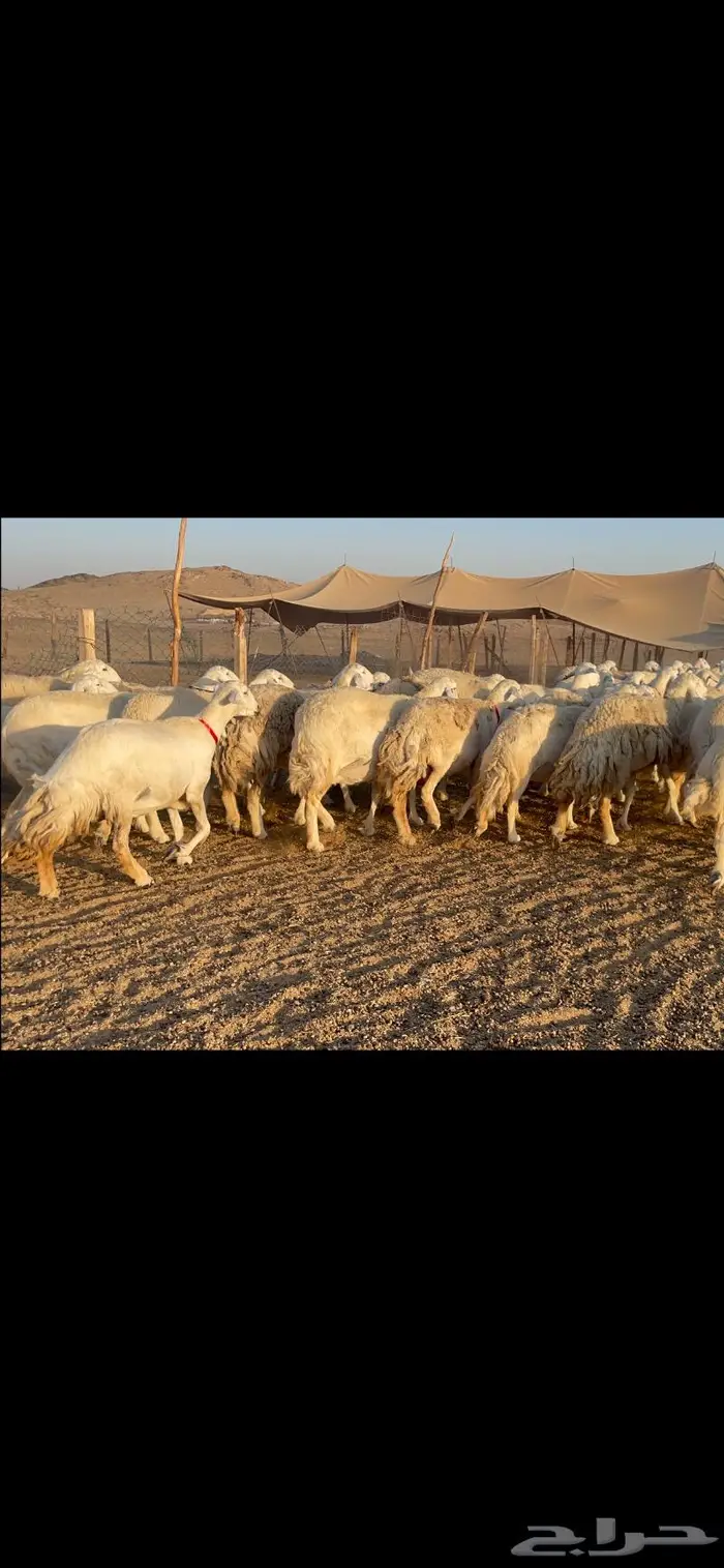 غنم حرية جرروم شي نادر ماشاءالله 81 3