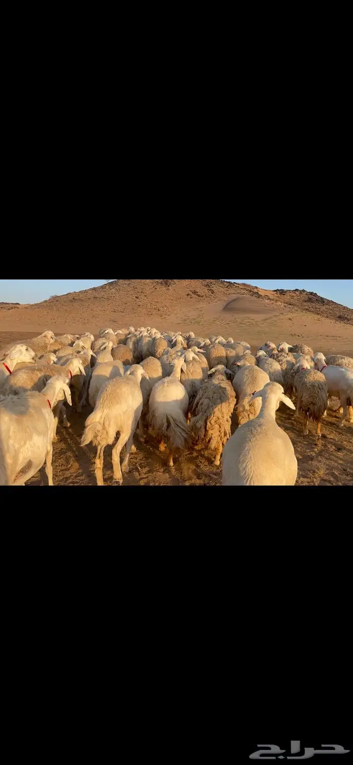 غنم حرية جرروم شي نادر ماشاءالله 81 4