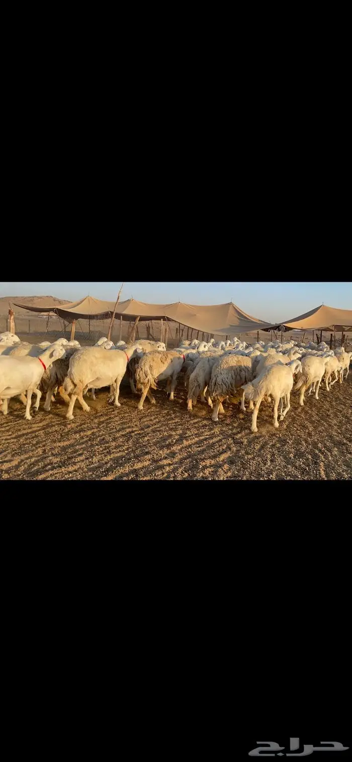 غنم حرية جرروم شي نادر ماشاءالله 81 5