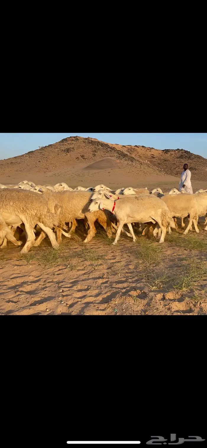 غنم حرية جرروم شي نادر ماشاءالله 81 6