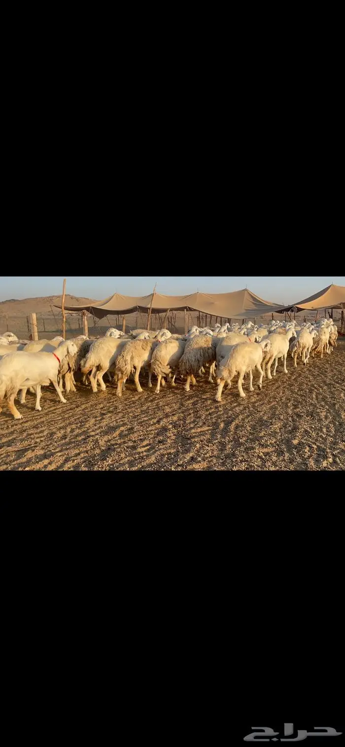 غنم حرية جرروم شي نادر ماشاءالله 81 7