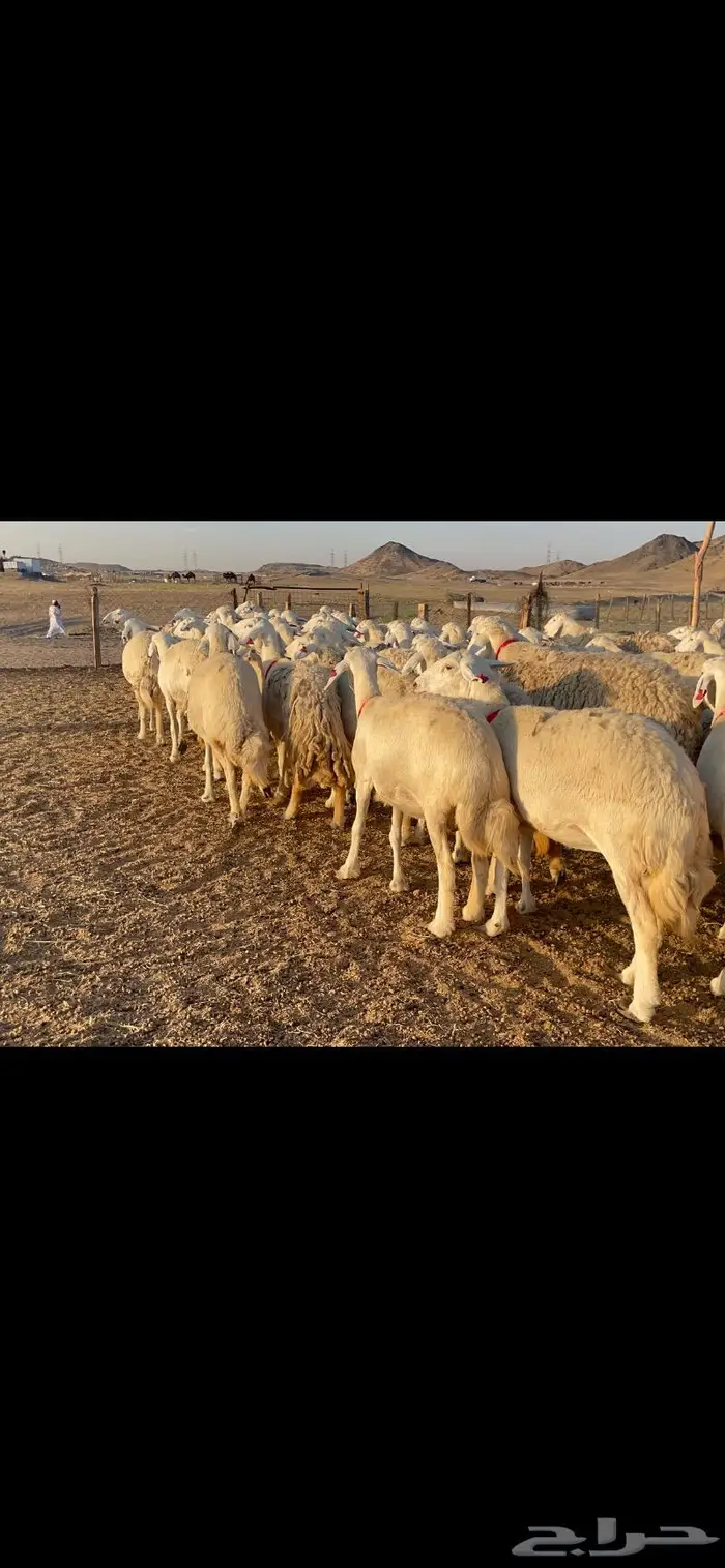 غنم حرية جرروم شي نادر ماشاءالله 81 8