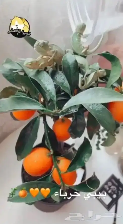 حرباء متوفر تمارا 2