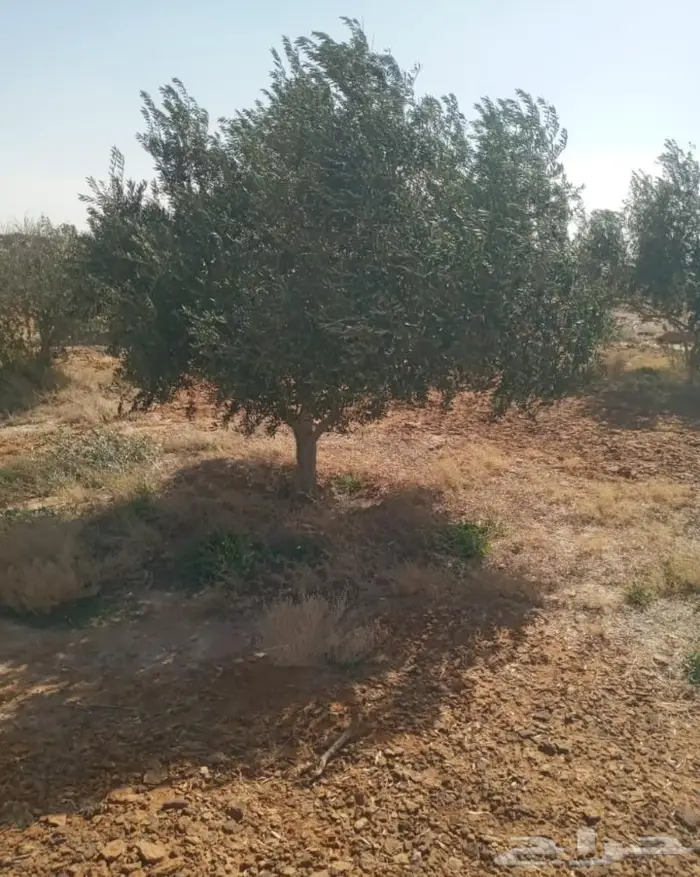 اشجار زينه داخليه وخارجيه 15