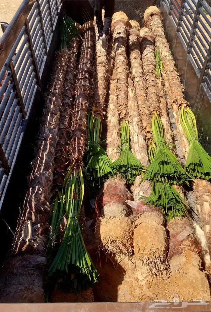 اشجار زينه داخليه وخارجيه 1