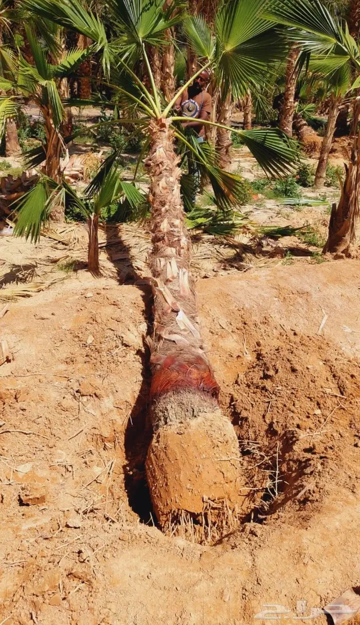 اشجار زينه داخليه وخارجيه 0