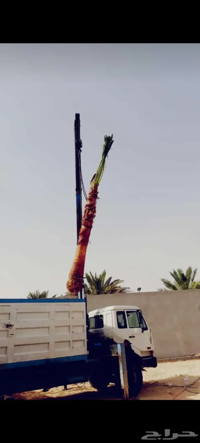 اشجار زينه داخليه وخارجيه 2