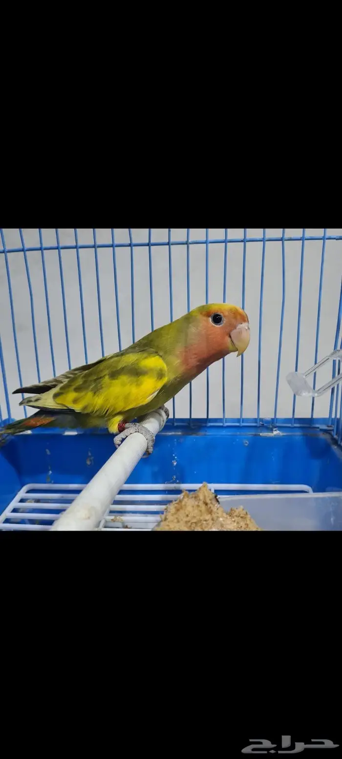 ذكور وفرخ روز 2