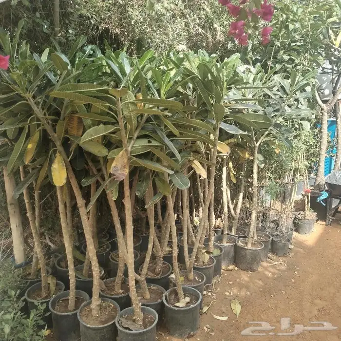 اشجار زينه داخليه وخارجيه 4