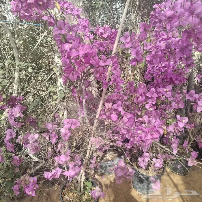 اشجار زينه داخليه وخارجيه 8