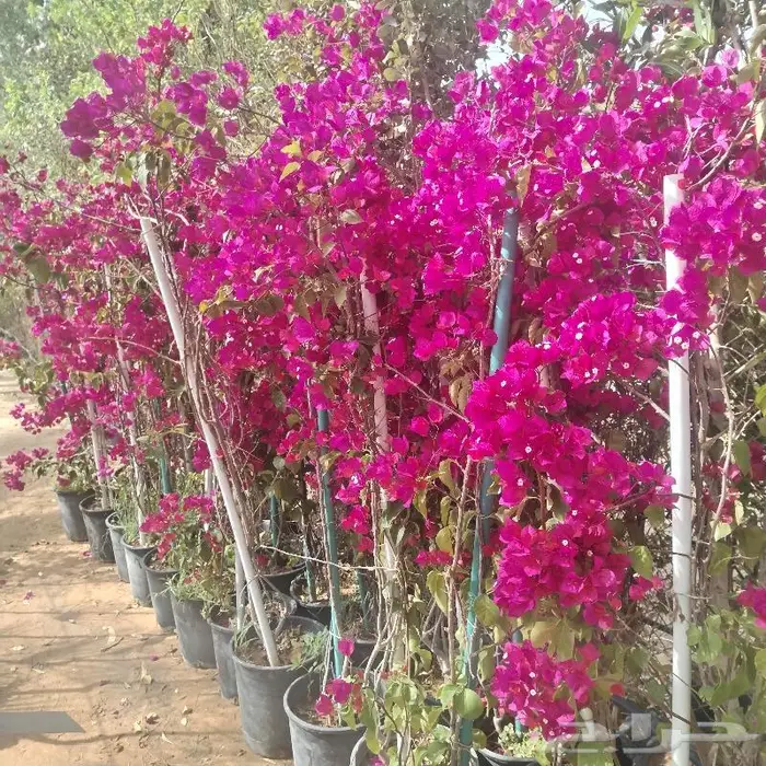 اشجار زينه داخليه وخارجيه 9