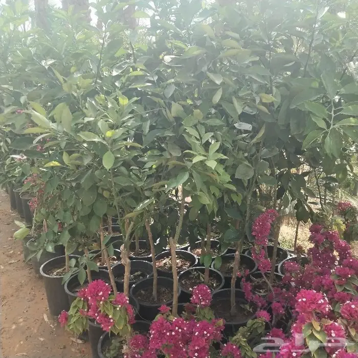 اشجار زينه داخليه وخارجيه 5