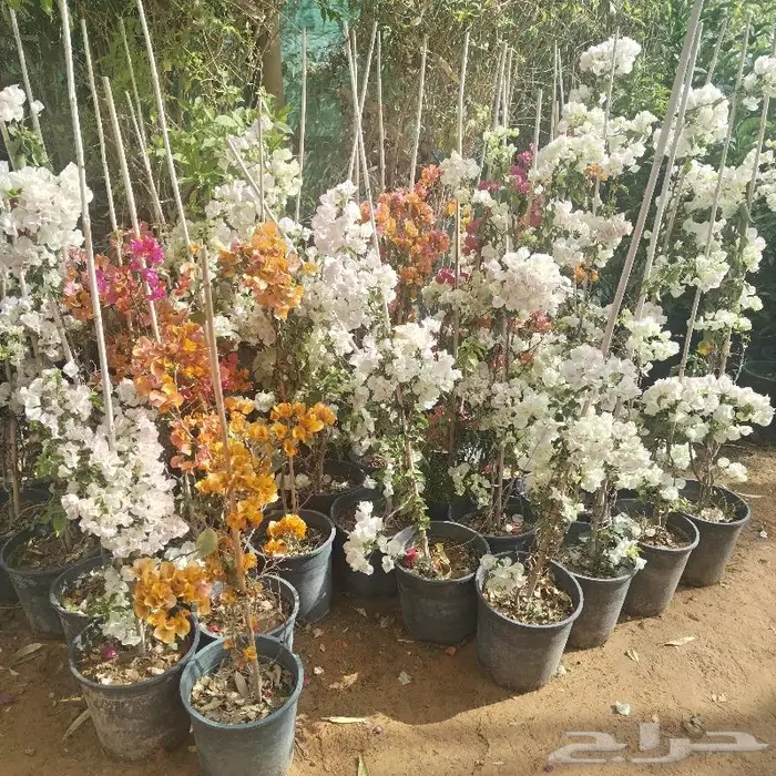 اشجار زينه داخليه وخارجيه 6