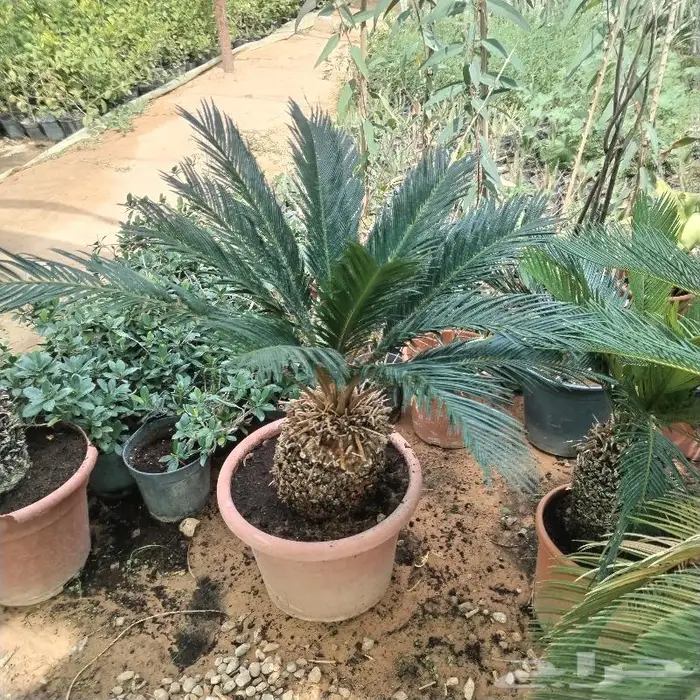 اشجار زينه داخليه وخارجيه 14
