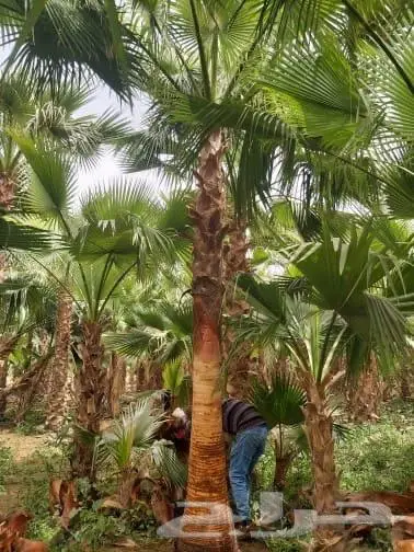 زراعة حدائق وأشجار ونجيلة طبيعي وصناعي ونخيل زينة 19