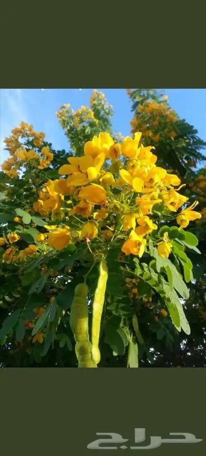 شجرة الاكاسيا جلوكا 0