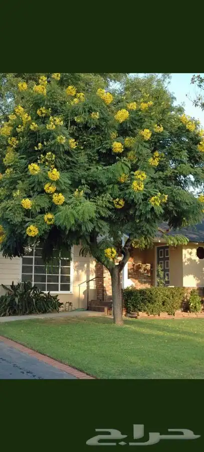 شجرة الاكاسيا جلوكا 1