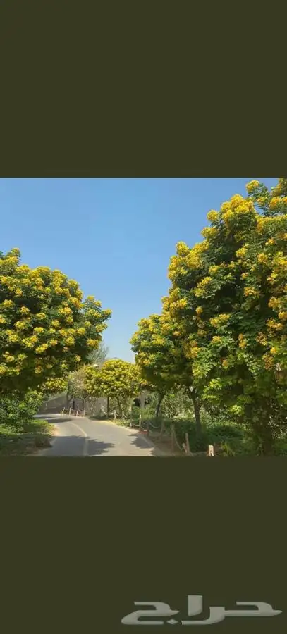 شجرة الاكاسيا جلوكا 3