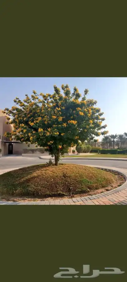 شجرة الاكاسيا جلوكا 2