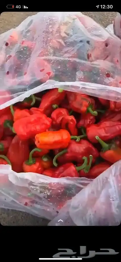 حمام فرنسي - سمان - بط دجاج زغاليل 4