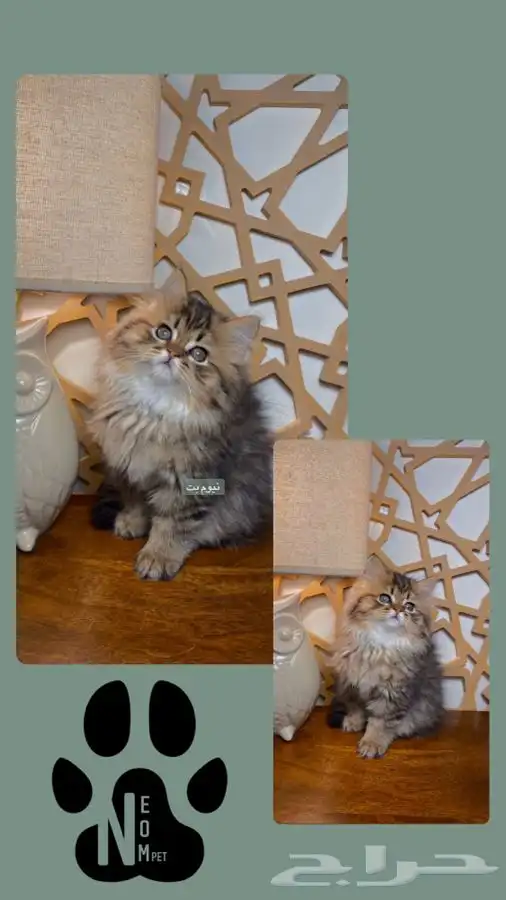 قطط للبيع قطه بسه كيتن هملايا شيرازي انثى ذكر سكوتش قطوه قط 4