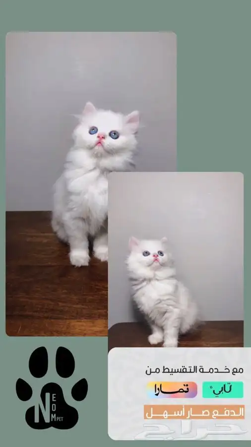 قطط للبيع قطه بسه كيتن هملايا شيرازي انثى ذكر سكوتش قطوه قط 1