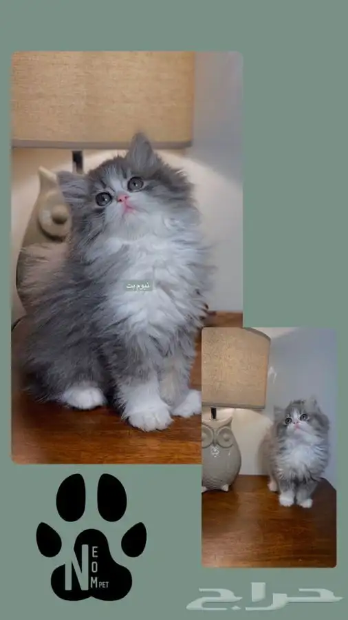 قطط للبيع قطه بسه كيتن هملايا شيرازي انثى ذكر سكوتش قطوه قط 2