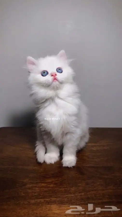 قطط للبيع قطه بسه كيتن هملايا شيرازي انثى ذكر سكوتش قطوه قط 0