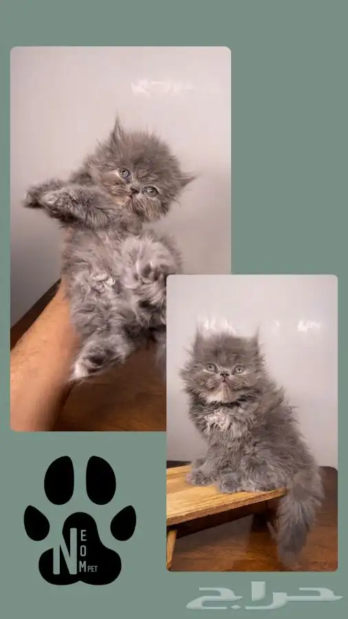 قطط للبيع قطه بسه كيتن هملايا شيرازي انثى ذكر سكوتش قطوه قط 7