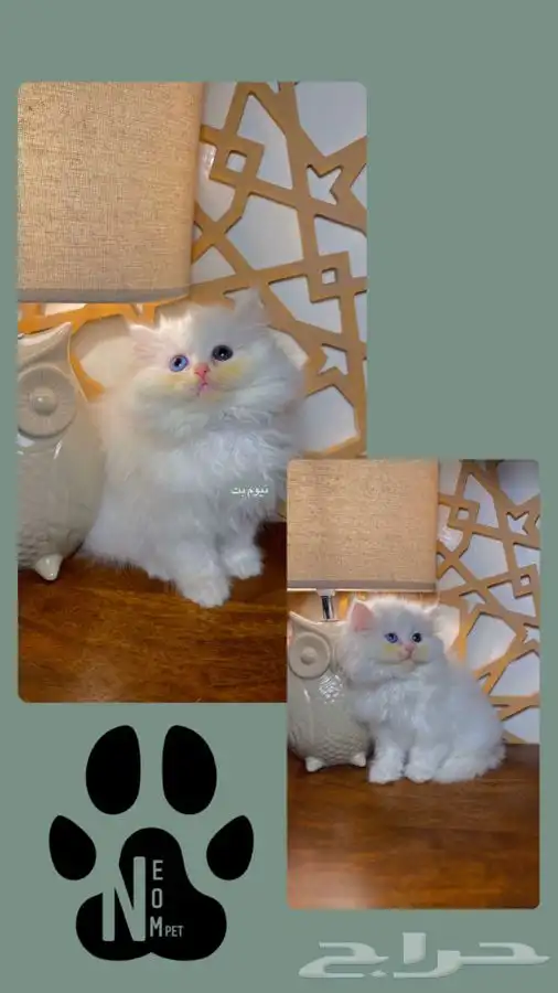 قطط للبيع قطه بسه كيتن هملايا شيرازي انثى ذكر سكوتش قطوه قط 3