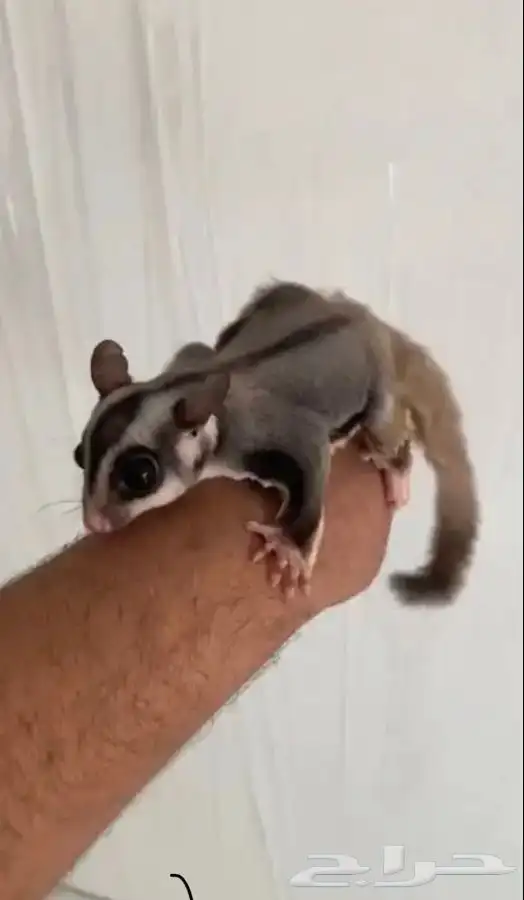 شوقر قلايدر ( السنجاب الطائر) 1