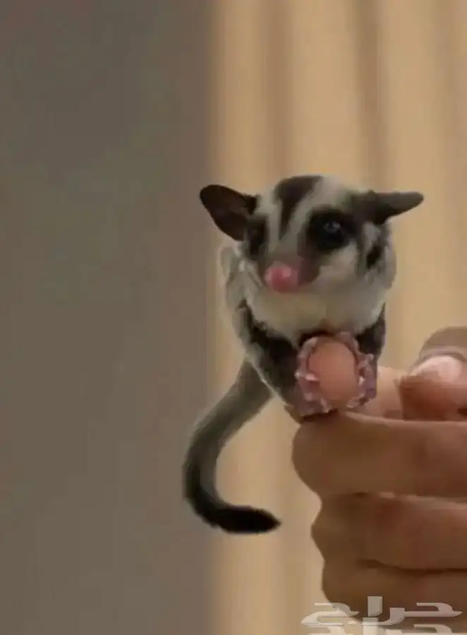 شوقر قلايدر ( السنجاب الطائر) 0