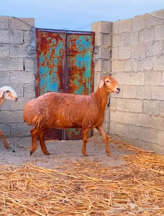 ضان افغانيه تم البيع 0