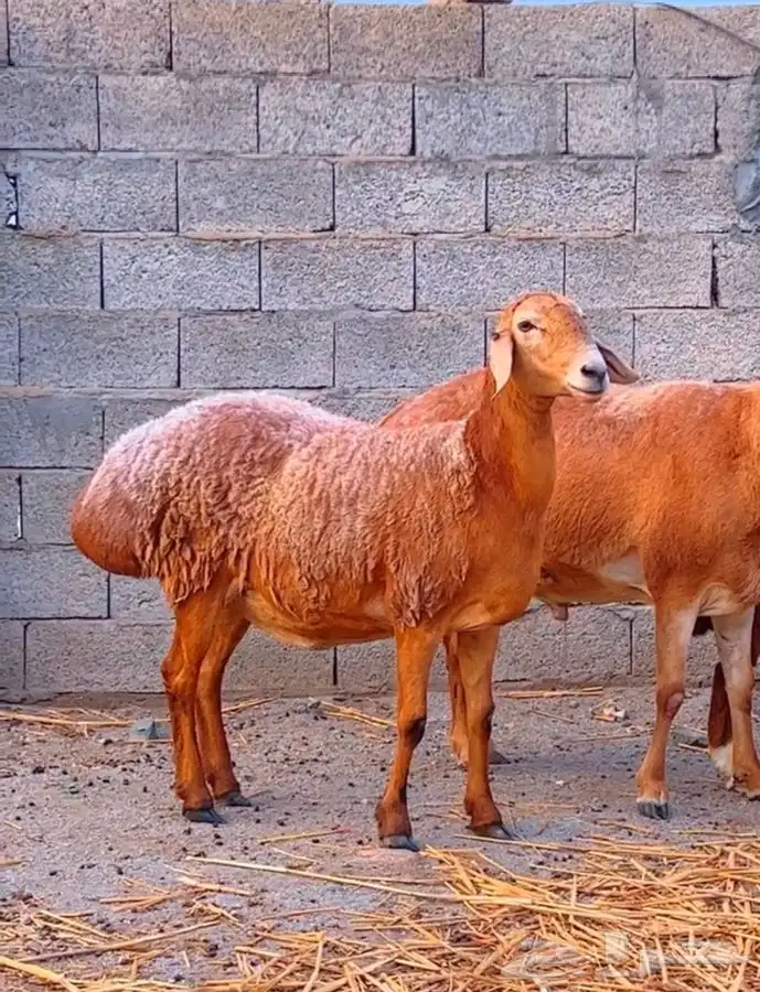 ضان افغانيه تم البيع 3