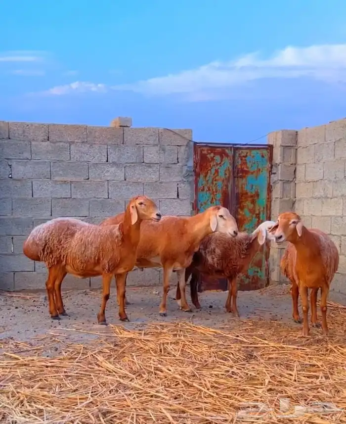 ضان افغانيه تم البيع 4