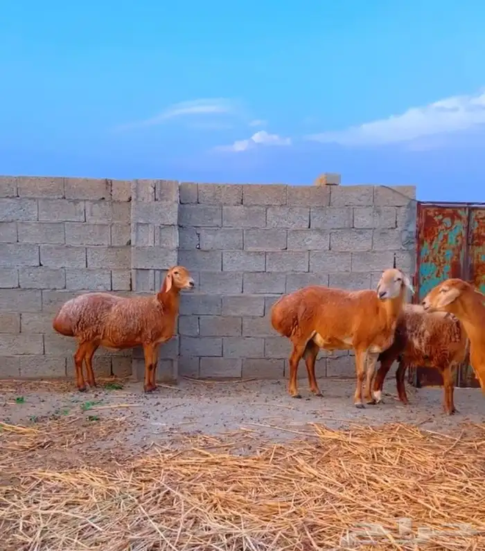 ضان افغانيه تم البيع 5