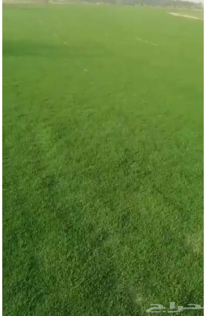 زراعة حدائق وأشجار ونجيلة طبيعي وصناعي ونخيل زينة 18