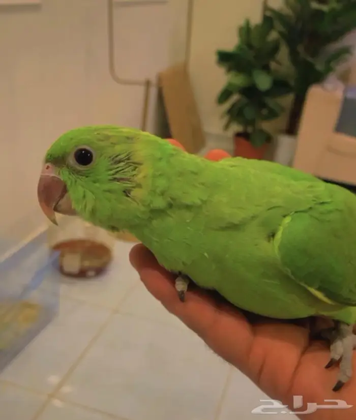 ( تم البيع ) فرخ دره القريات 1