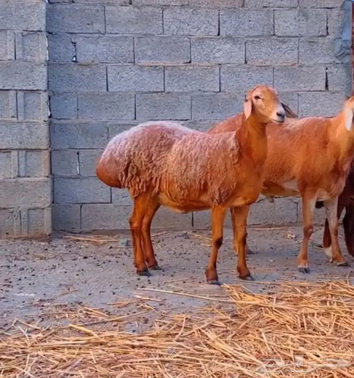 ضان افغانيه تم البيع 1