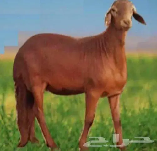 ذبايح ثلاجة مع الذبح والتوصيل 2