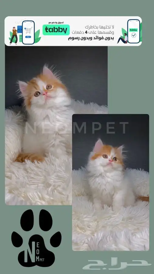 7 قطط كيتن بيرشن بيكي فيس هاف بيكي سكوتش هملايا قطه للبيع 1