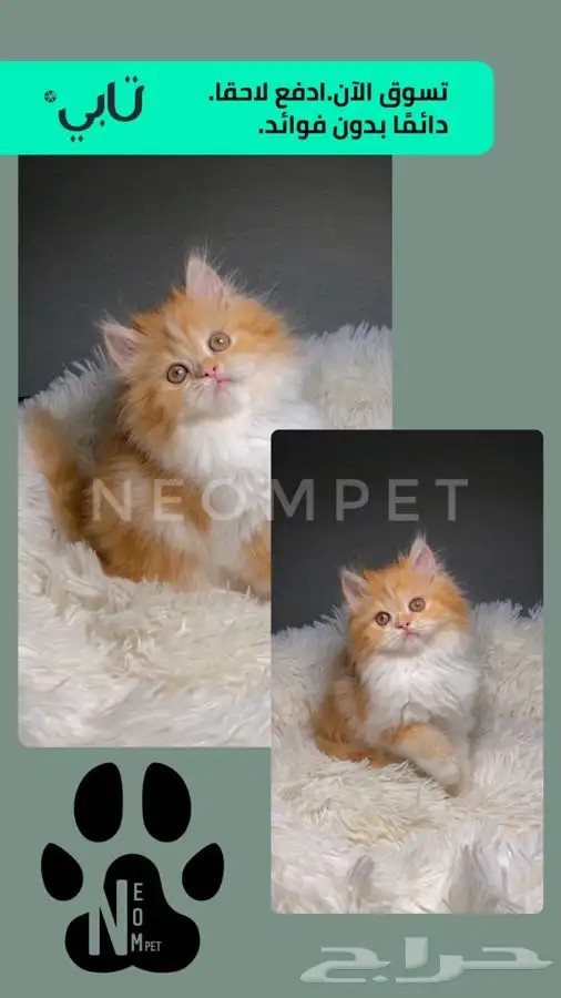 7 قطط كيتن بيرشن بيكي فيس هاف بيكي سكوتش هملايا قطه للبيع 4