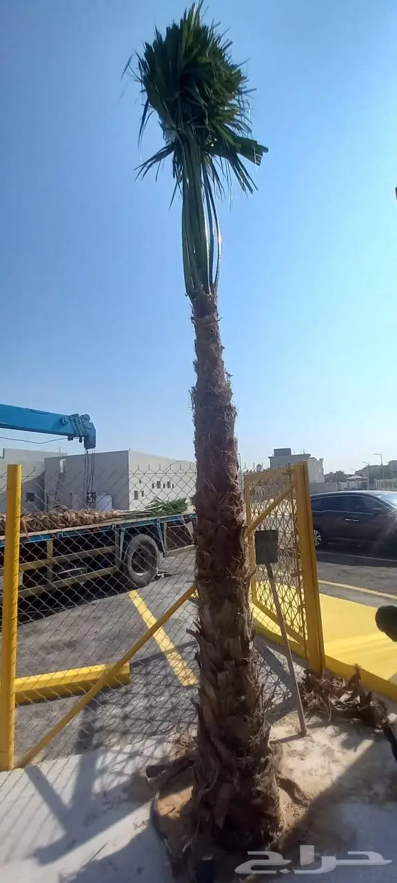 نخيل واشنطونيا للبيع 7